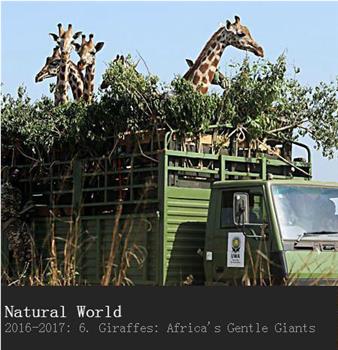 长颈鹿：非洲的温柔巨人在线观看和下载