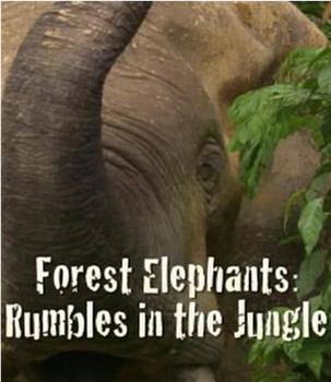 BBC自然世界：森林大象在线观看和下载