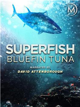 超级鱼类：蓝鳍金枪鱼在线观看和下载